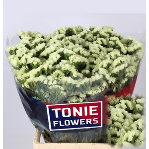 LIM S STARLIGHT WING