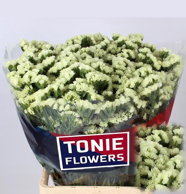 <h4>LIM S STARLIGHT WING</h4>