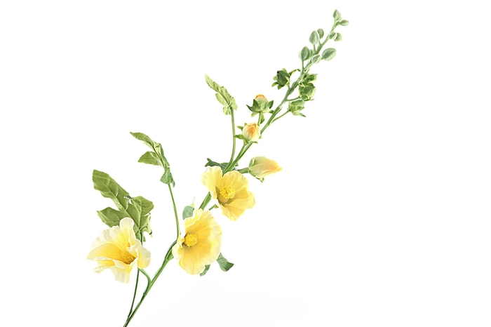 <h4>Alcea Large Yellow</h4>