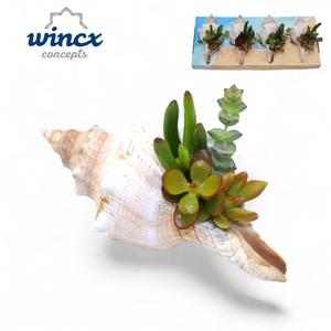 Concepts® - Uniqueshells 'fasciolaria' (m) Concept
