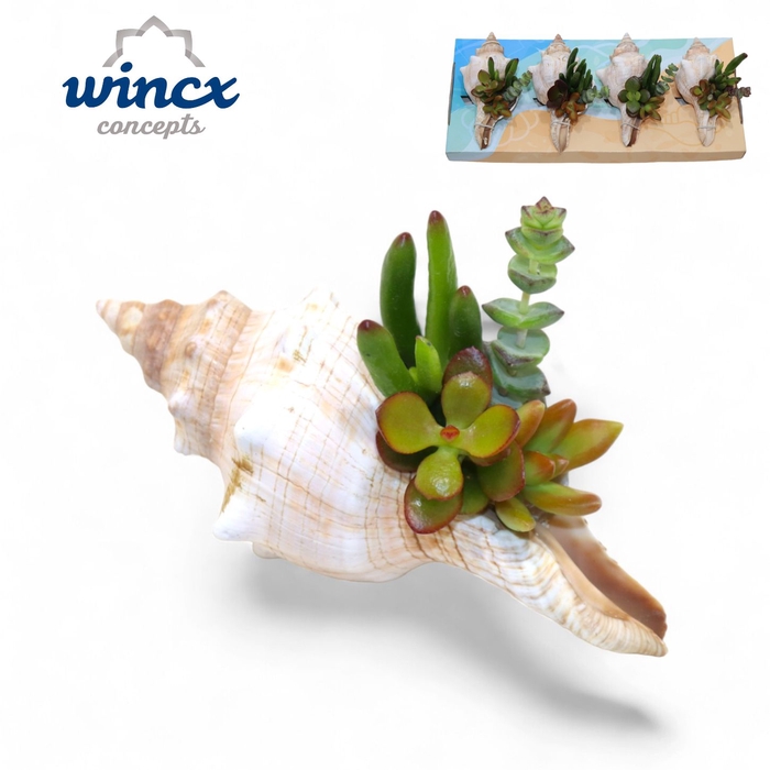 Concepts® - Uniqueshells 'fasciolaria' (m) Concept