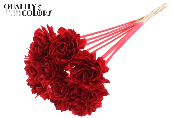 Shola Dahlia 6cm on stem Red