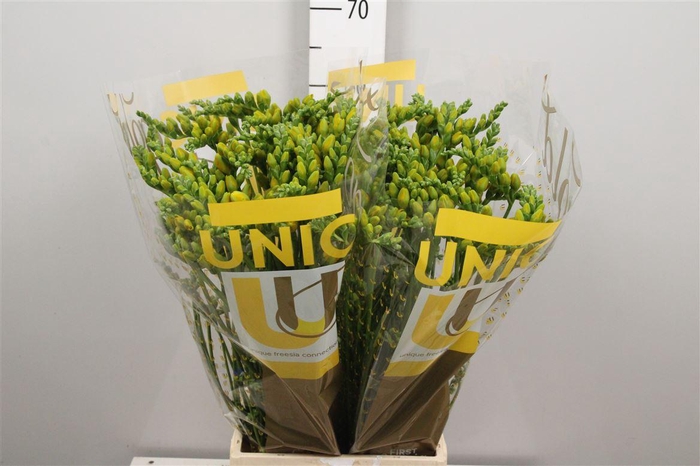 <h4>Fr Du Soleil</h4>