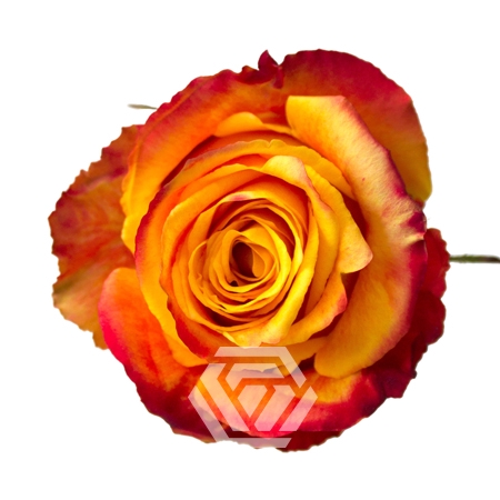 <h4>R GR SILANTOI Tessa</h4>