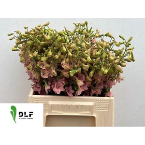 DELPH EN PINK SENSATION