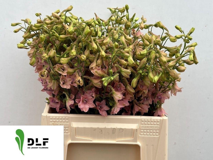 <h4>DELPH EN PINK SENSATION</h4>