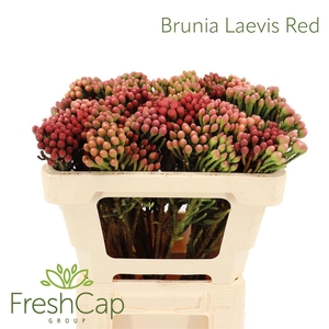 Brunia Laevis Red X Large