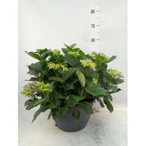 Hydrangea mac.