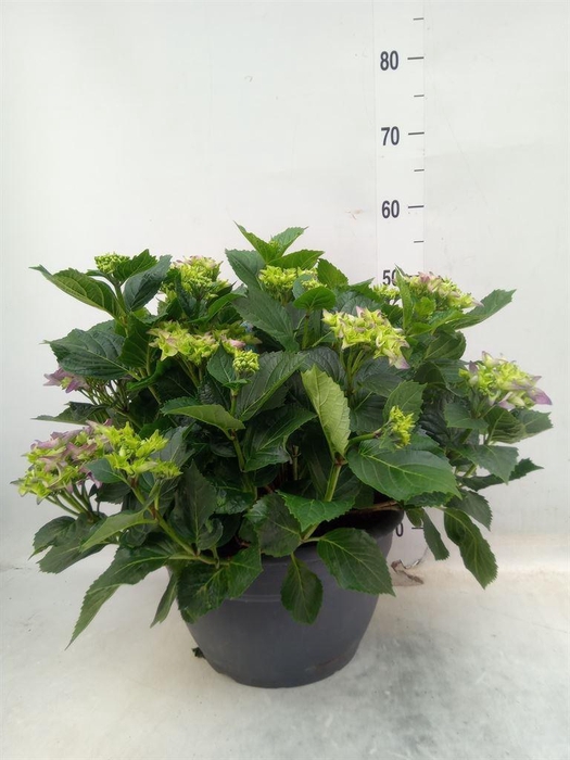 <h4>Hydrangea mac.</h4>