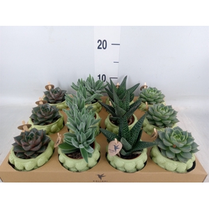 Succulents   ...mix 3