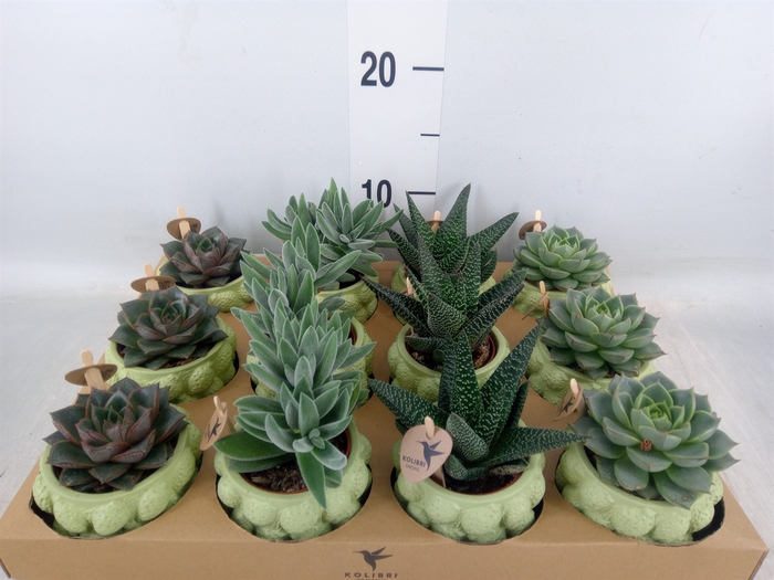 <h4>Succulents   ...mix 3</h4>