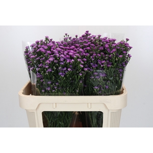 Aster Baby Pink