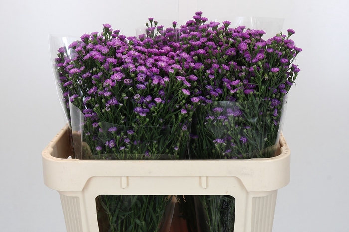Aster Baby Pink