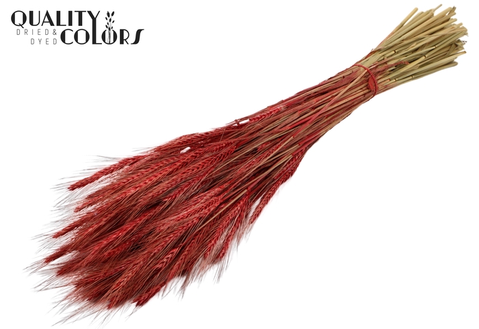 <h4>Triticale per bunch Red</h4>
