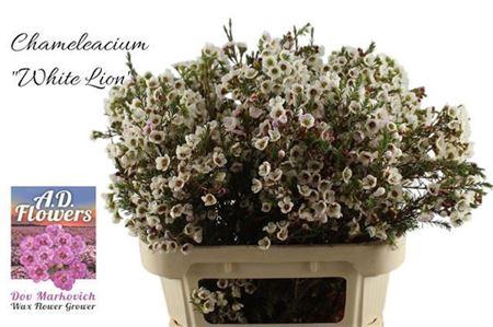 <h4>Chame Un White Lion</h4>