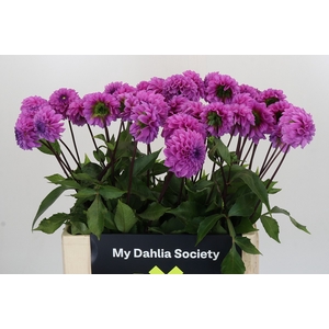 Dahlia Robann Regal