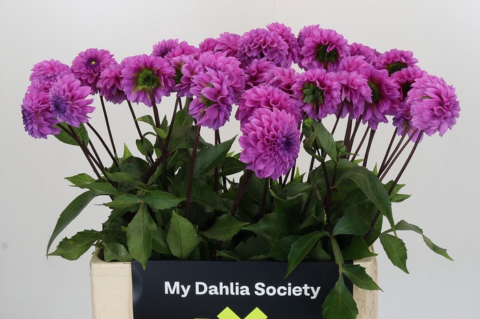 Dahlia Robann Regal