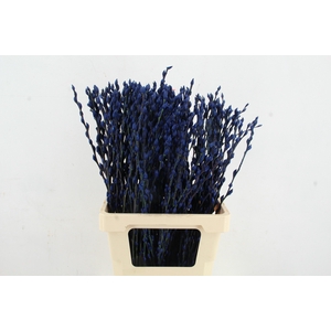 Salix Snowflake 70cm Blue