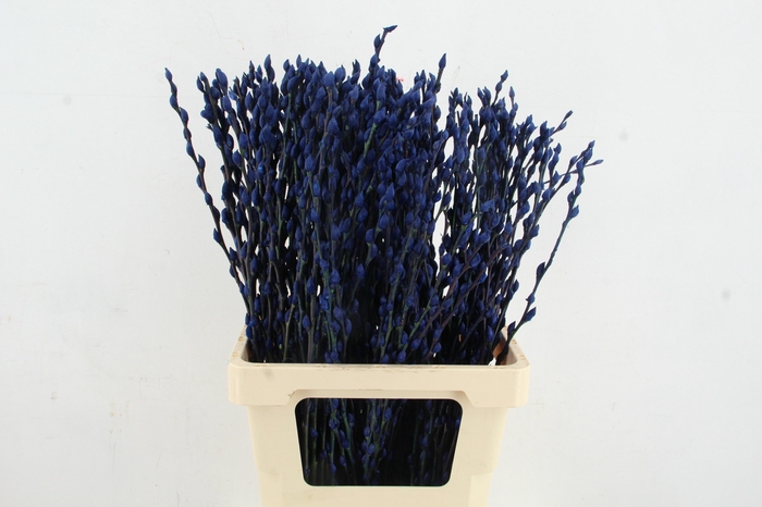 <h4>Salix Snowflake 70cm Blue</h4>