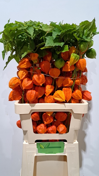 PHYSALIS LAMPION TAK