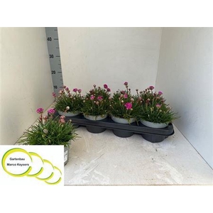 Arme Mar Armada Rose