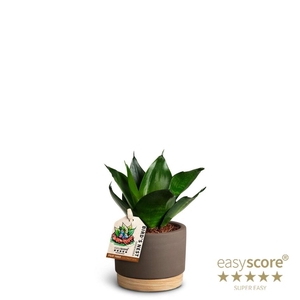 SANSEVIERIA TRIFASCIATA