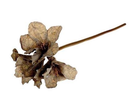 <h4>Stem Amaryllis L65</h4>