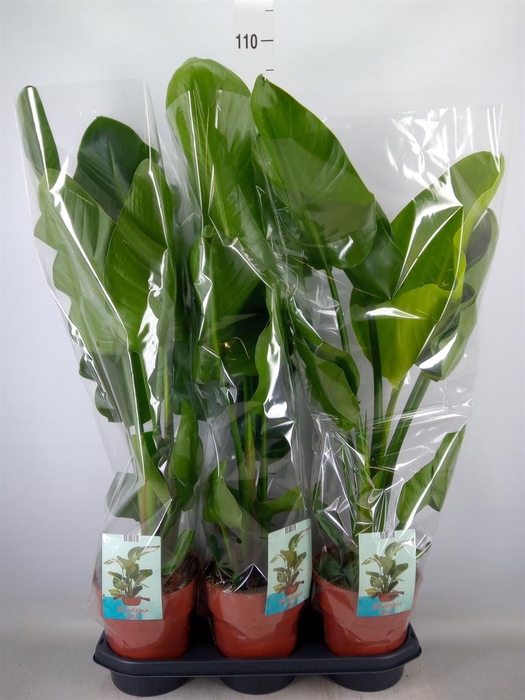 <h4>Strelitzia nicolai</h4>