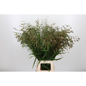 Chasmanthium Latifol