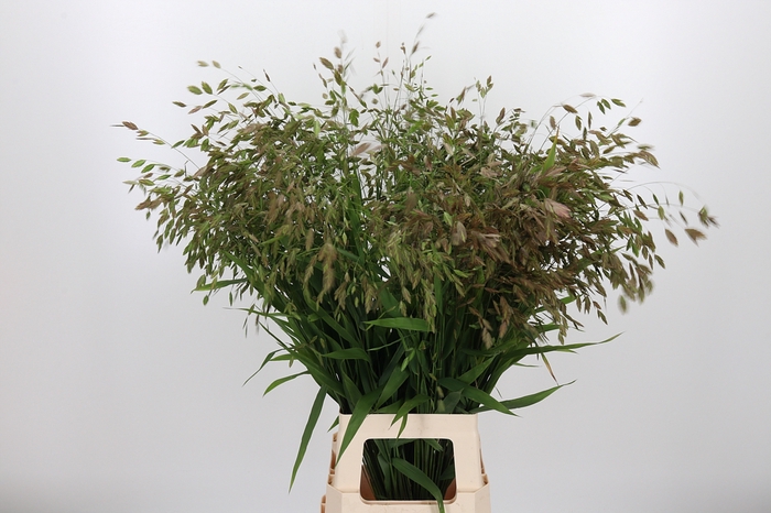 <h4>Chasmanthium Latifol</h4>