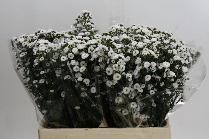 Aster White Gypsy