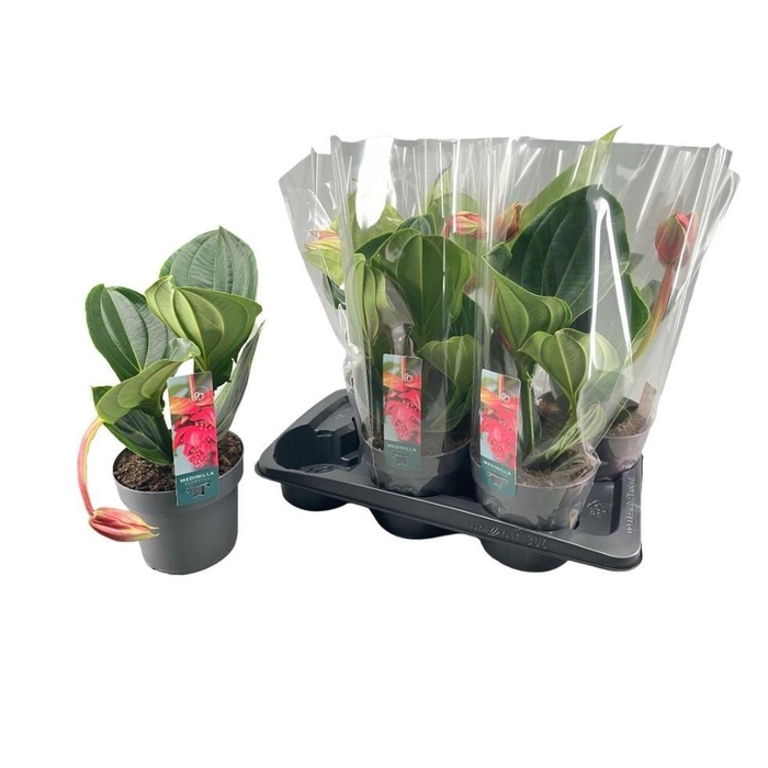 <h4>MEDIN MAG FLAMENCO</h4>