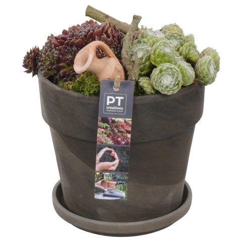 PTS6660 Arrangementen Sempervivum