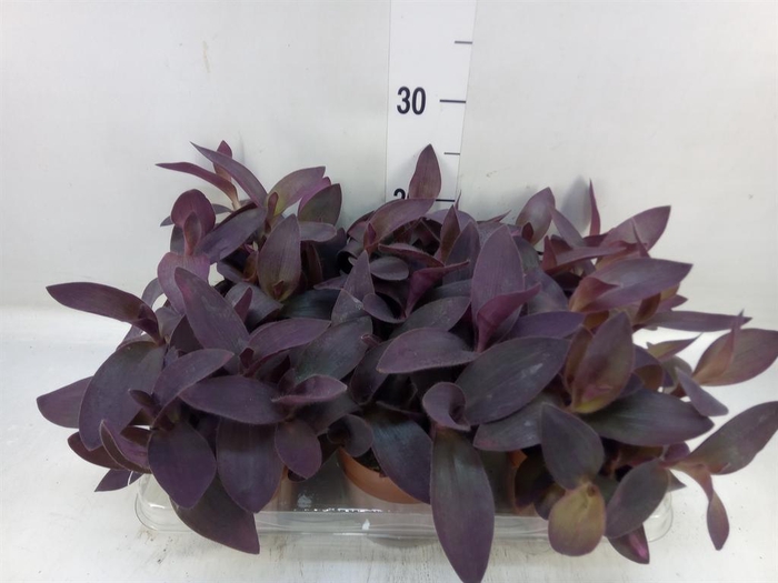<h4>Tradescantia   ...</h4>