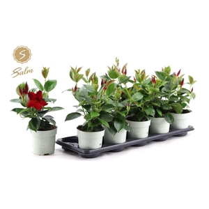 MANDEVILLA OV