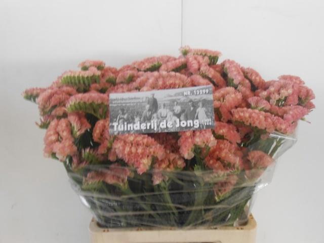 <h4>LIM S PEACH WINGS</h4>