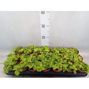 Fittonia   ...
