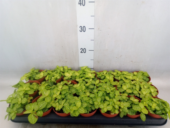 <h4>Fittonia   ...</h4>