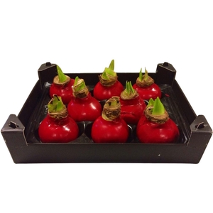 Wax Hipp Rood Kerst