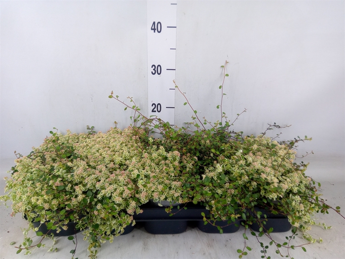 <h4>Sedum   ...</h4>