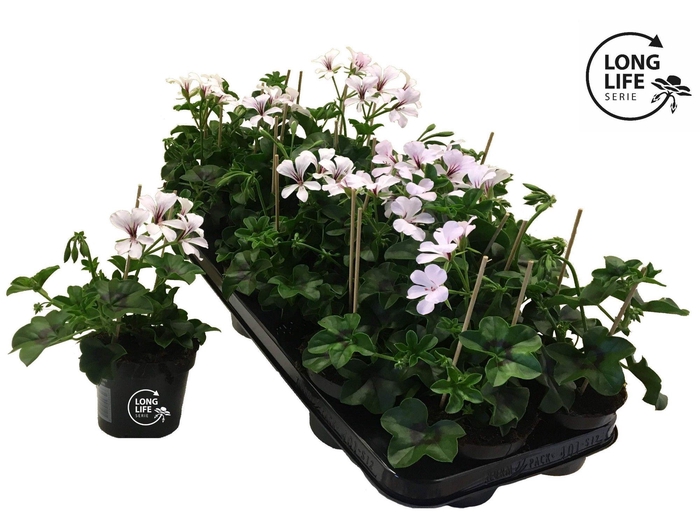 <h4>LongLife Peltatum Balkon White</h4>