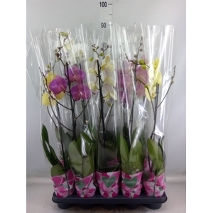 Phalaenopsis   ...mix  5