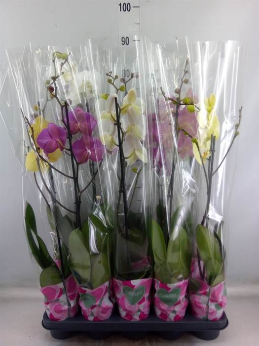 <h4>Phalaenopsis   ...mix  5</h4>