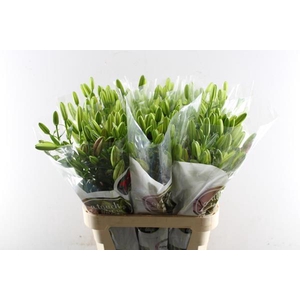 Li La Corleone (rood)