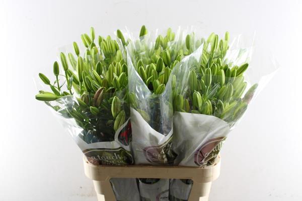 <h4>Li La Corleone (rood)</h4>