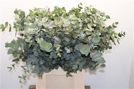 <h4>Euc Cinerea Kort 55cm (zaf)</h4>