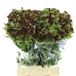 Di Barb Sweet Will Black Cherry