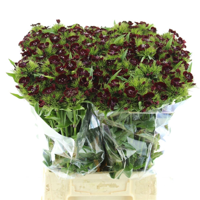 <h4>Di Barb Sweet Will Black Cherry</h4>