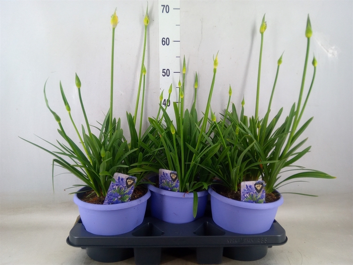 <h4>Agapanthus  'Crystal Line'</h4>