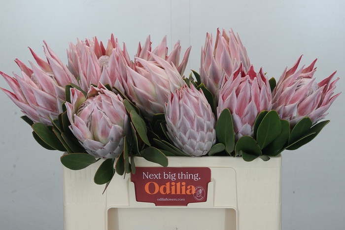 <h4>Protea Cynaroides</h4>